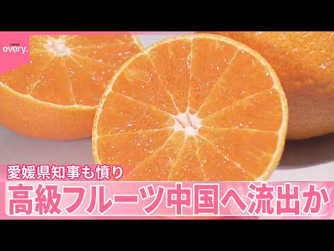 Suspected Unauthorized Flow of Ehime’s Premium 'Beni Princess' Citrus to China Triggers Investigation
