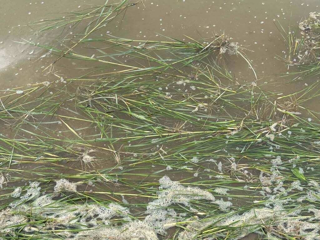 Concerns Rise Over Potential Spread of Invasive Smooth Cordgrass in Kinmen; Authorities to Address via Cleanup