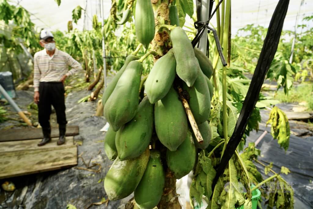 Heavy Rainfall Causes NT$31.31 Million in Agricultural Losses Over Two Days