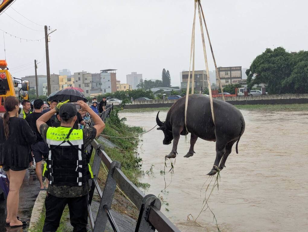 Two Water Buffaloes Trapped in Zhubei's Douzipu Creek: One Rescued, One Awaiting Rescue on Higher Ground