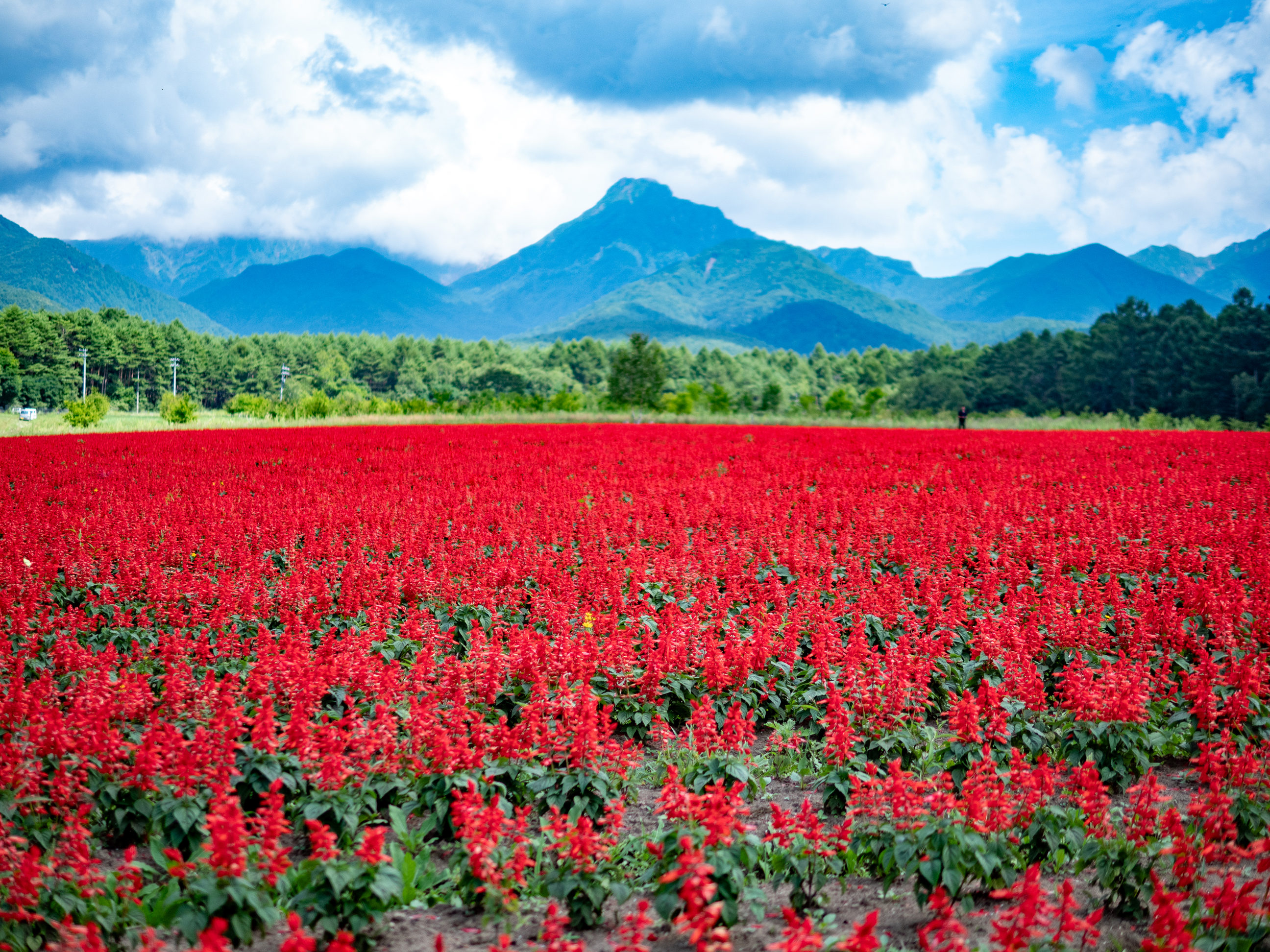 10haの色鮮やかな花畑「YATZ GARDEN (ヤッツガーデン)」が7/3に八ヶ岳で開園（入園無料）【東京よりマイナス8度の避暑地】