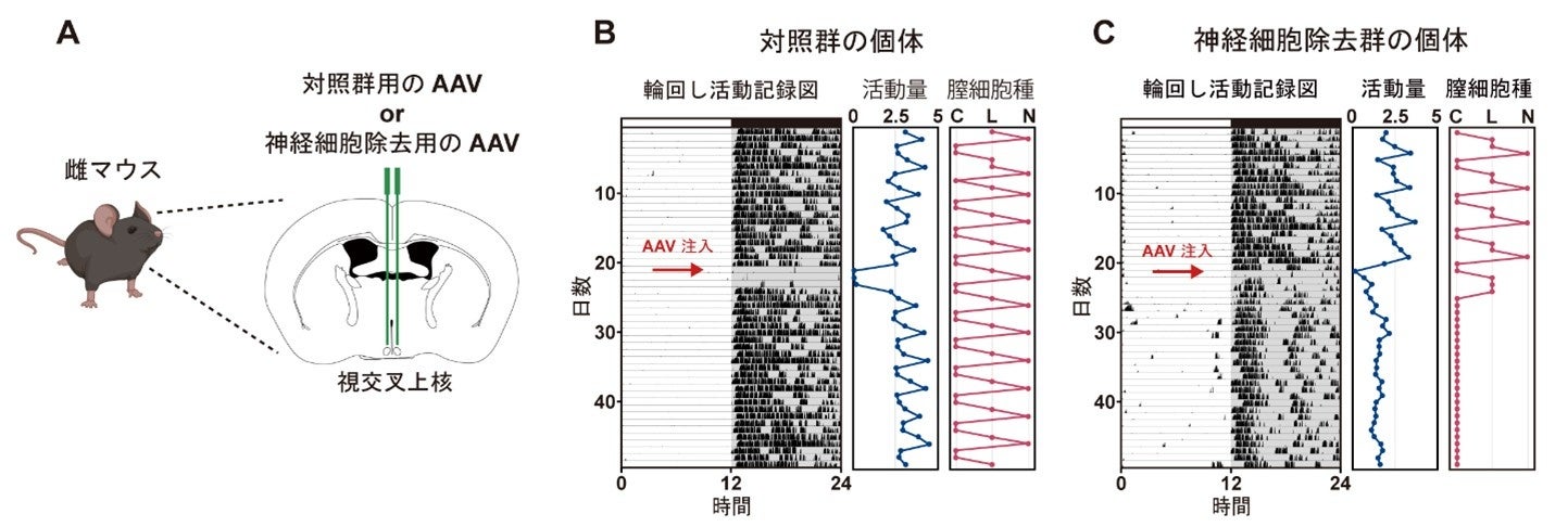 体内時計が排卵周期を整える新たな神経メカニズムを発見 ～脳・視交叉上核AVPニューロンからのGABA放出が性周期維持に必須～
