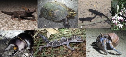 野生生物の違法・過剰利用による絶滅を防ぐため、27の企業・団体が共同宣言に賛同