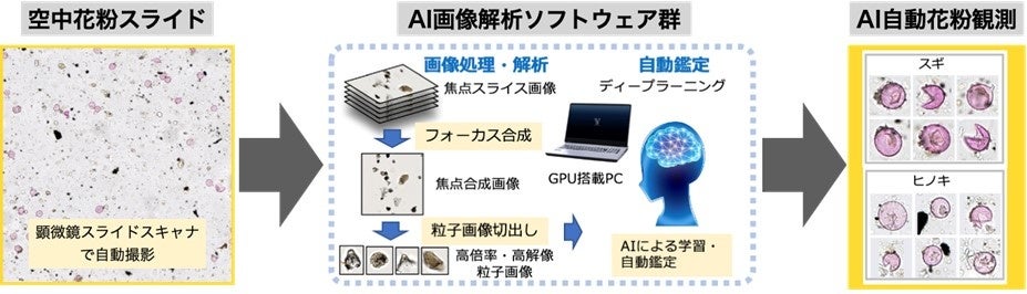 AI×専門家が強調した人間参加型AIアプローチで花粉症対策に革新！～実践的な「AI自動花粉同定システム」の開発に成功～