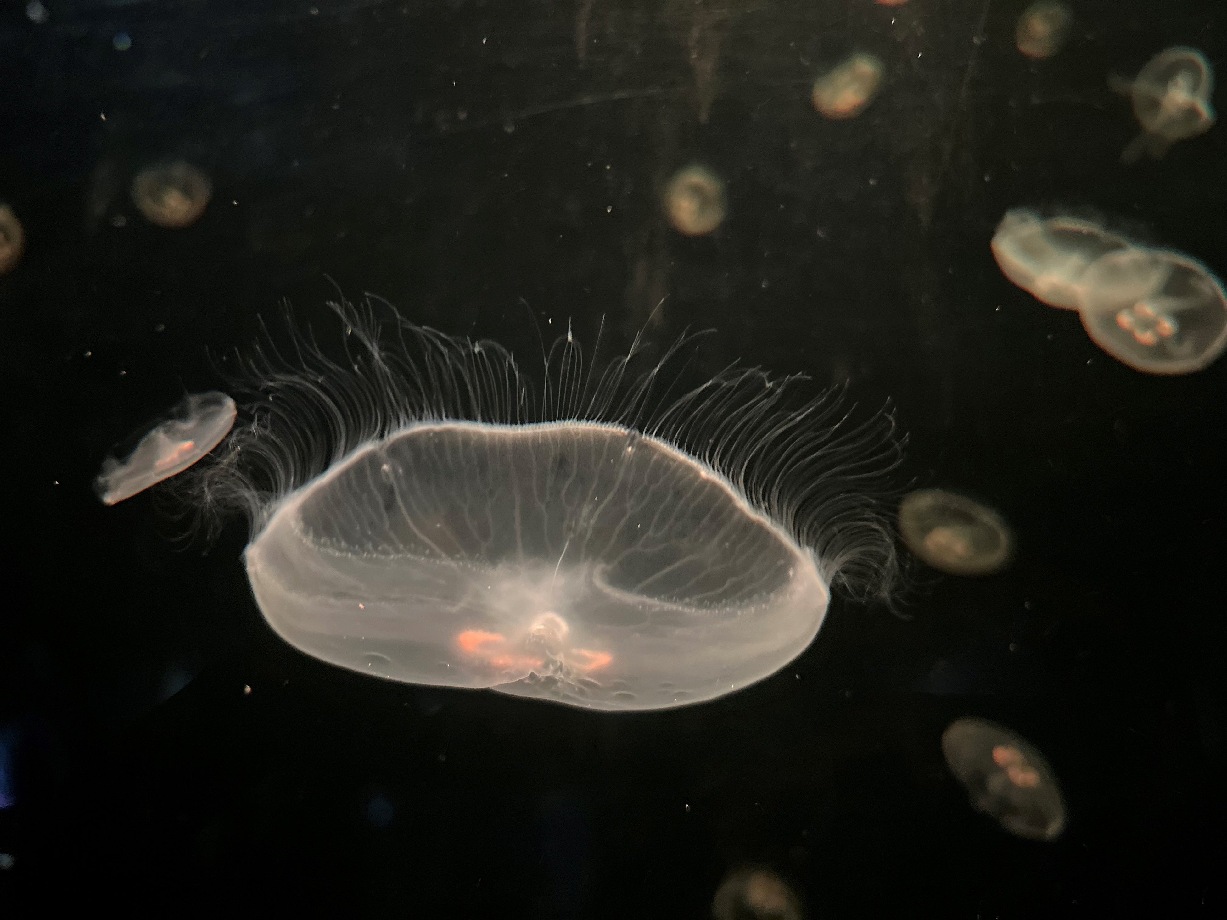 【下田海中水族館】7月14日は「ゼラチンの日」2026年7月12日（日）と7月14日（火）に水族館でミズクラゲのタッチングイベント開催！