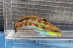 【下田海中水族館】夏だ！海へ遊びに行こう！夏休み特別展スタート！2026年7月18日（土）～9月7日（月）